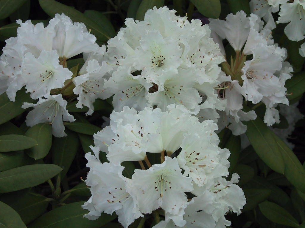 Rhododendron yakushimanum Schneewittchen 03.jpg